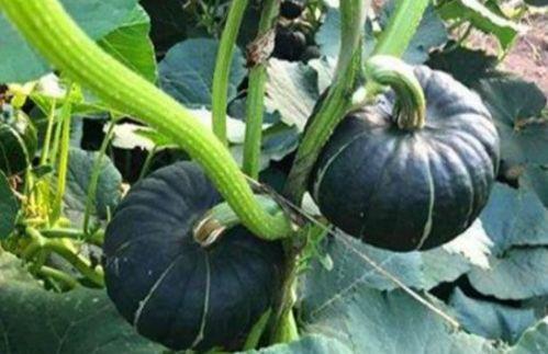 吃瓜站点网红,揭秘幕后故事与热门话题 第2张 吃瓜站点网红,揭秘幕后故事与热门话题 第2张